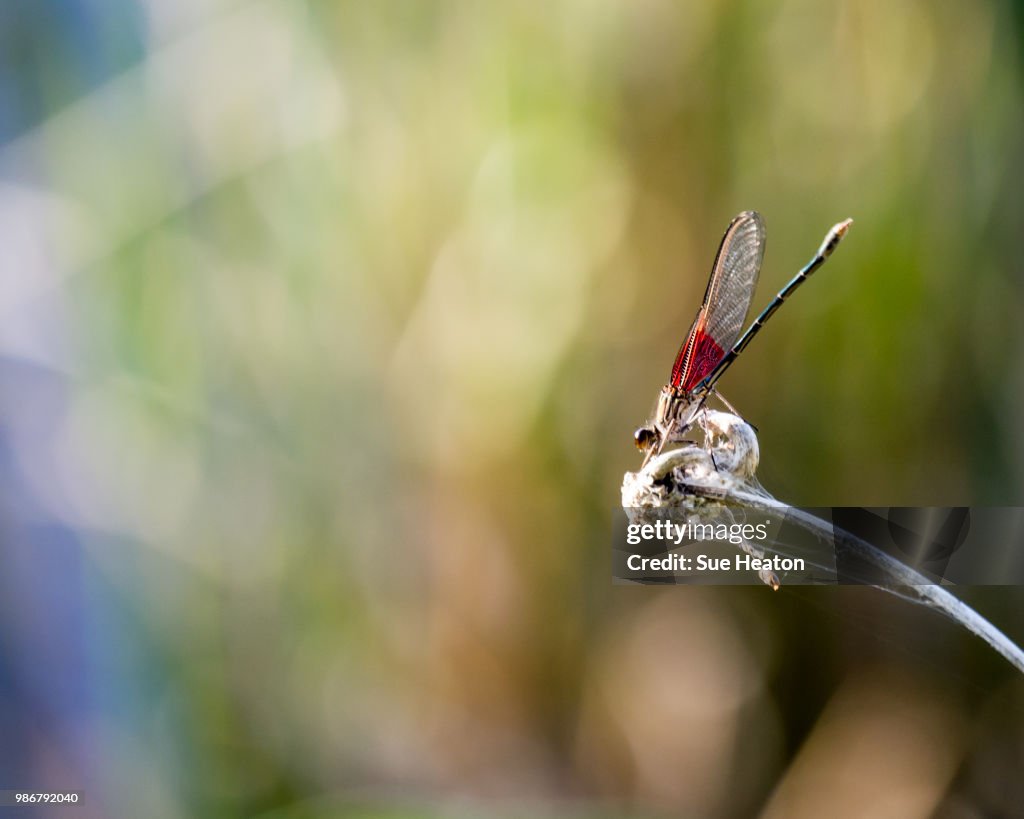Px American Rubyspot colorsplash