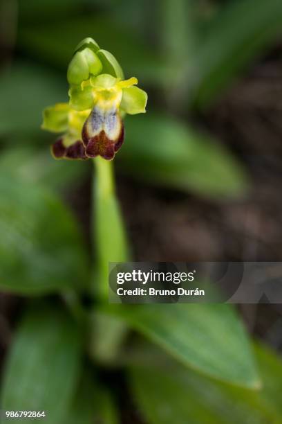 ophrys fusca - fusca stockfoto's en -beelden