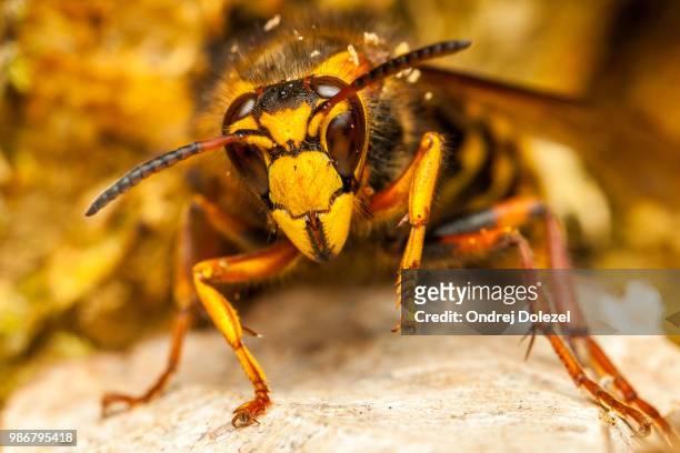 close up of a wasp. - animal abdomen stock pictures, royalty-free photos & images