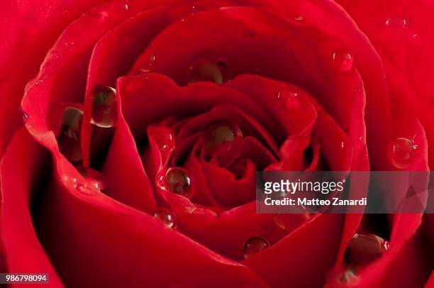 rosso passione - passione stock pictures, royalty-free photos & images