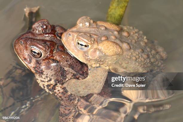 amplexus in american toads, montezuma, ny - cane toad stock pictures, royalty-free photos & images