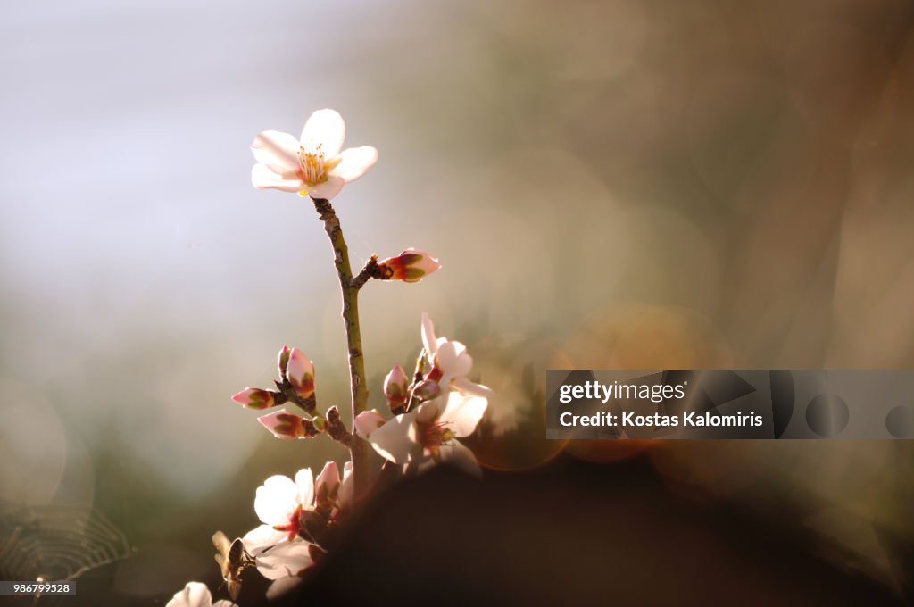 Almond tree