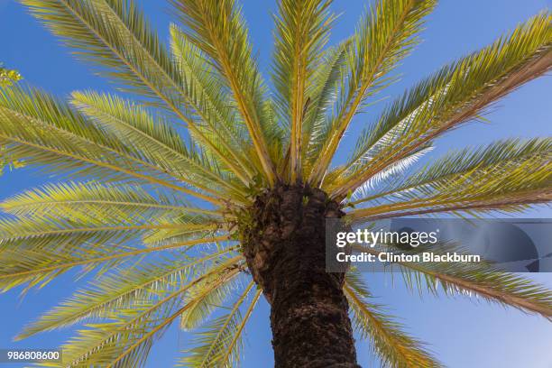 Miami Treee Miami Palm Tree Photos et images de collection - Getty Images