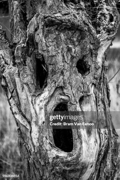 12,844 Roots Black And White Stock Photos, High-Res Pictures, and ...