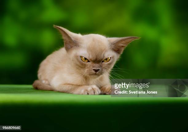an angry cat. - burmese cat fotografías e imágenes de stock