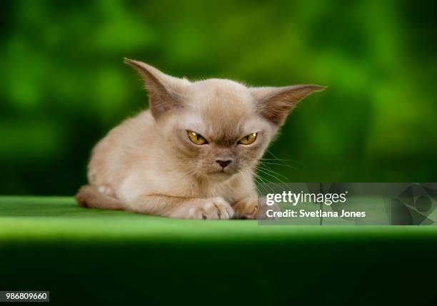 an angry cat. - burmese cat stock pictures, royalty-free photos & images