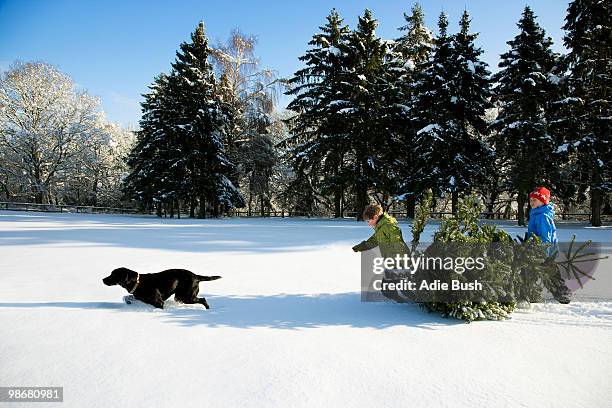 children and dog pulling christmas tree - bush dog fotografías e imágenes de stock