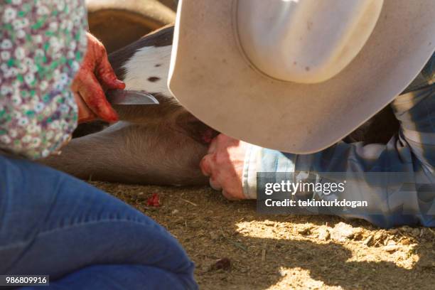 koe van de runderen kalfsvlees castratie bij santaquin vallei van salt lake city slc utah usa - castration stockfoto's en -beelden