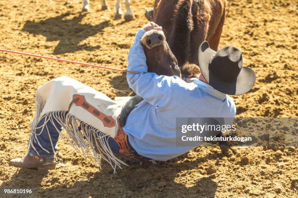 old cowboy at cattle ranch in santaquin valley near salt lake city slc utah usa - castration stock pictures, royalty-free photos & images