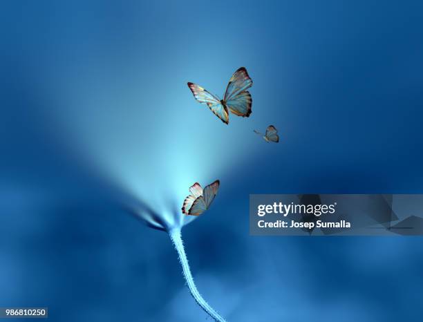 butterflies and an illuminating flower. - blue butterfly stock pictures, royalty-free photos & images