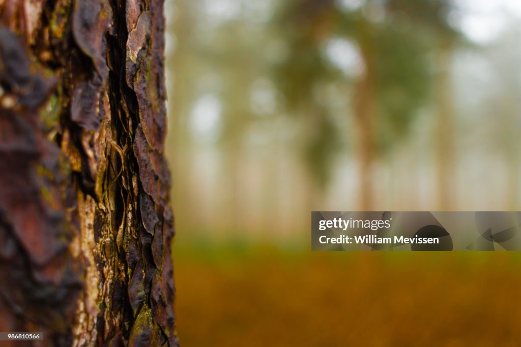 Layers of Bark