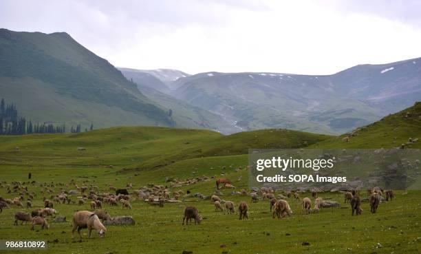 Sheep graze in the meadows of Tosa Maidan. Tosa Maidan is in khag tehsil of Budgam district 70 km west of Srinagar, the summer capital of Indian...