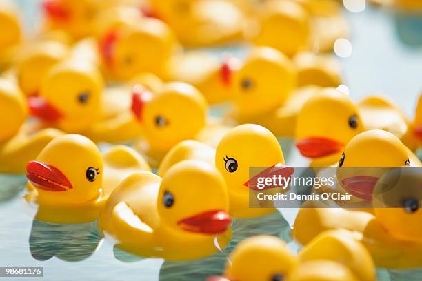 many rubber ducks floating in pool - badeend stockfoto's en -beelden