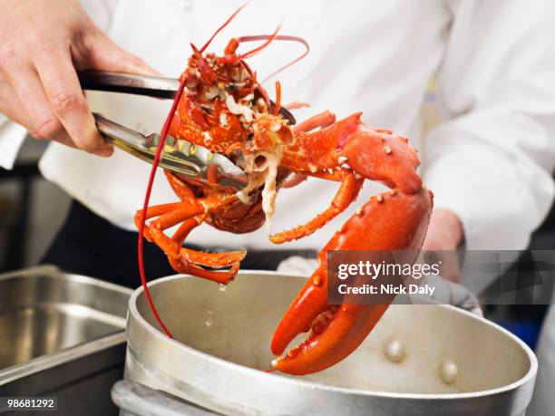 a lobster being lifted out of the pot - cooked lobsters stock pictures, royalty-free photos & images