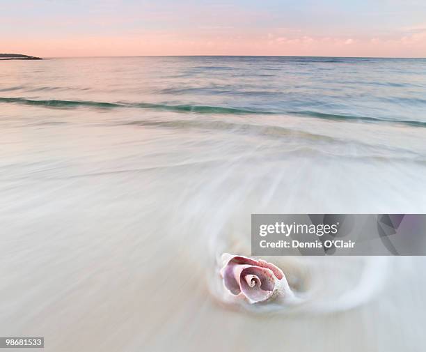 pink conch shell on beach, blurred water - conch stock pictures, royalty-free photos & images