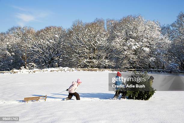 children pulling christmas tree - drag christmas tree stock pictures, royalty-free photos & images