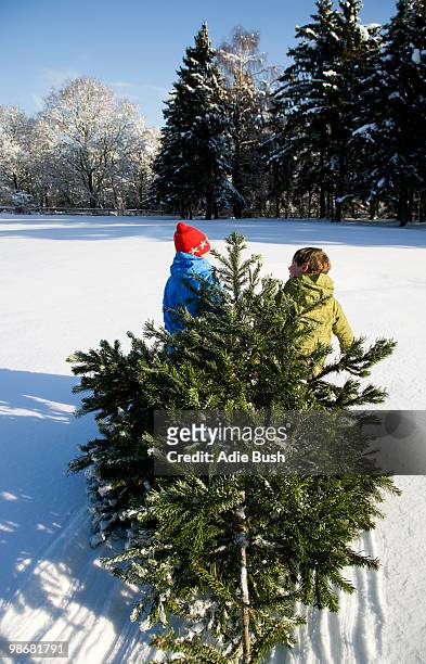 children pulling christmas tree in snow - drag christmas tree stock pictures, royalty-free photos & images