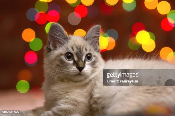 cat dreams - christmas kittens 個照片及圖片檔
