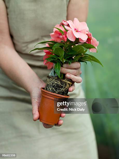 a pink flowering pot plant - pot plant stock pictures, royalty-free photos & images