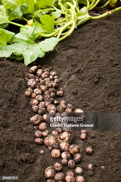 field with potatoes - stefanie grewel 個照片及圖片檔