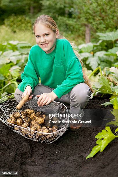 girl with harvest potatoes in a field - stefanie grewel 個照片及圖片檔