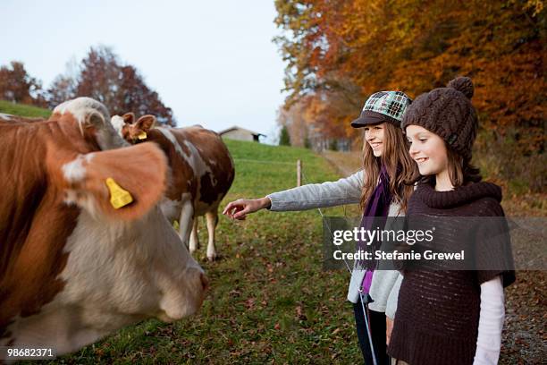 two girls at a pasture with cows - étiquette d'identification du bétail photos et images de collection