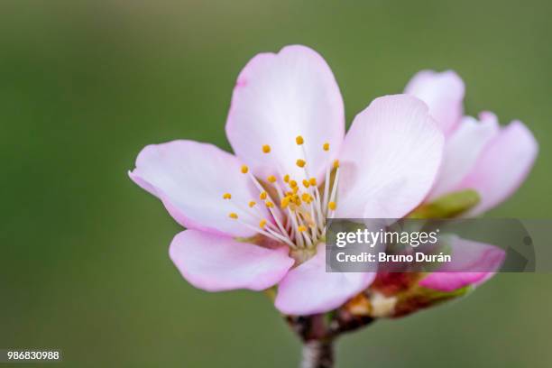 almond blossom - flor del almendro - almendro stock pictures, royalty-free photos & images