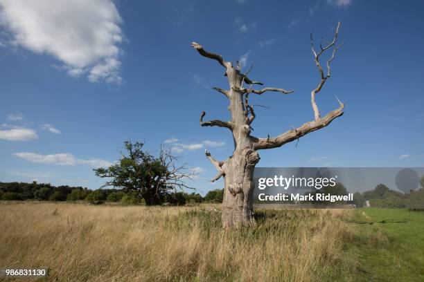 dead tree in gilston park - gilston stock pictures, royalty-free photos & images