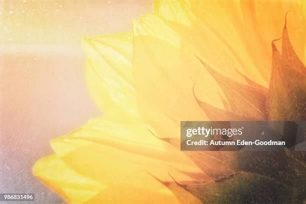 Pretty Spring Forward 9,536 Spring Forward Stock Photos, High-Res Pictures, and Images ...