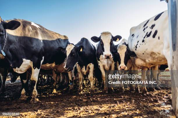 ferme laitière de l’utah - vache noire et blanche photos et images de collection