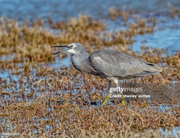 white faced heron feeding on crab - yellow crowned night heron stock pictures, royalty-free photos & images