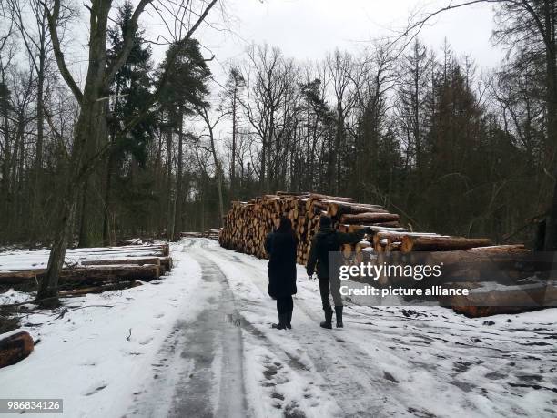 January 2018, Poland, Bialowieza: Environmental activits in front of illegaly cut down trees inside Bialowieza primeval forest. Photo: Natalie...