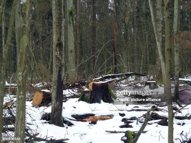 January 2018, Poland, Bialowieza: A tree stump inside Bialowieza primeval forest. Photo: Natalie Skrzypczak/dpa