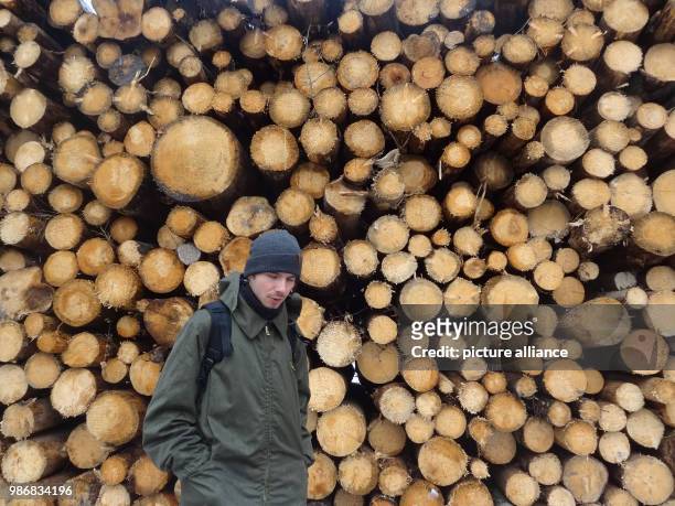 January 2018, Poland, Bialowieza: View of an environmental activits in front of illegaly cut down trees inside Bialowieza primeval forest. Photo:...