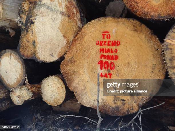 January 2018, Poland, Bialowieza: View of illegaly cut down trees which were more than 100 years old inside Bialowieza primeval forest. Photo:...