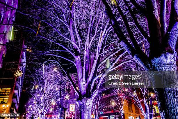 berlinale trees - berlinale stock pictures, royalty-free photos & images