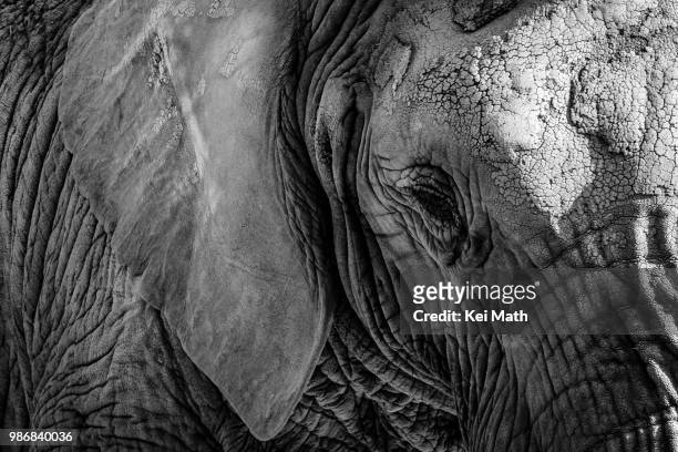 old elephant - big bums 個照片及圖片檔