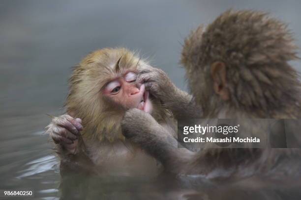 macaque monkeys grooming each other in a hot spring in japan. - japanese macaque stock pictures, royalty-free photos & images