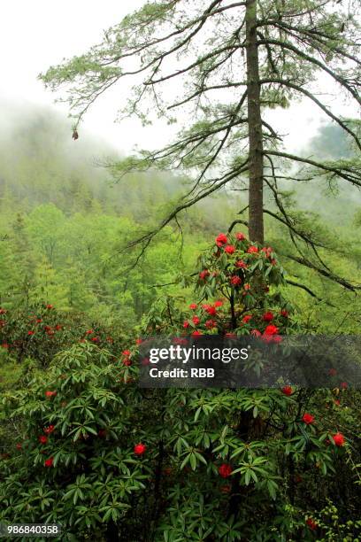 forest near tiger's nest - disparo bildbanksfoton och bilder