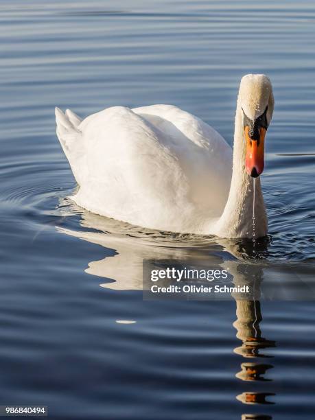 der schwan #2 - schwan foto e immagini stock