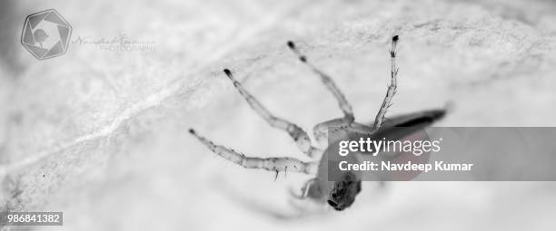 two eyes are not enough... so i have eight - west nile virus stock pictures, royalty-free photos & images