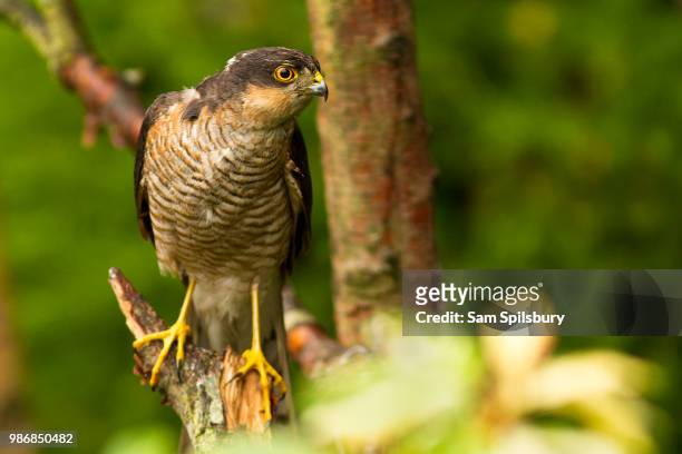 local predator, the sparrowhawk - goshawk fotografías e imágenes de stock