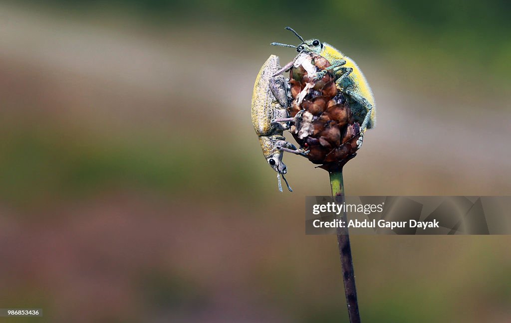 A Pair of Yellow Weevil