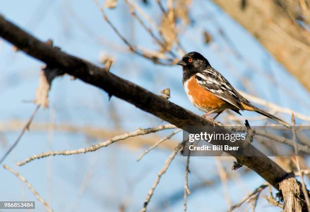 spotted towhee - towhee stock pictures, royalty-free photos & images