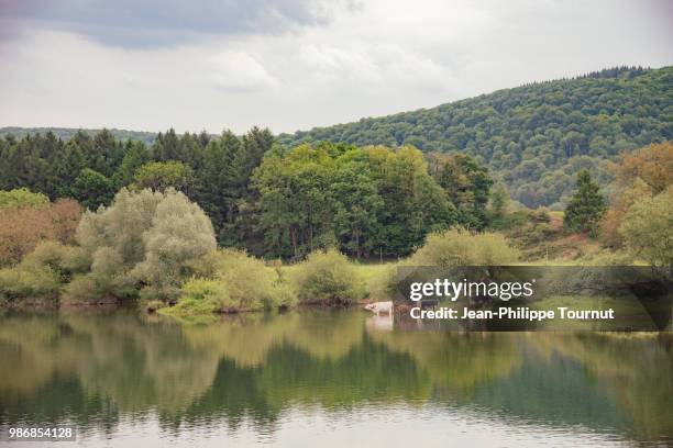 cows by a lake surrounded by forest, typical scene from franche-comté, france. - comté stock pictures, royalty-free photos & images