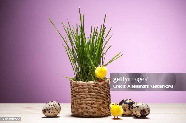 easter still life with eggs, chickens, grass in a basket. - empty easter basket stock pictures, royalty-free photos & images