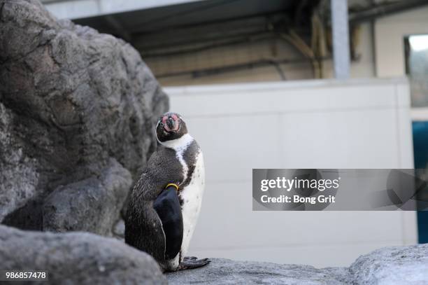 did you call me? - japan penguin stock-fotos und bilder