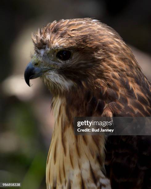 hawk profile - janney stock pictures, royalty-free photos & images