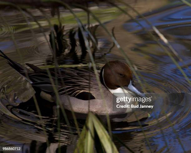 northern pintail duck - janney stock pictures, royalty-free photos & images