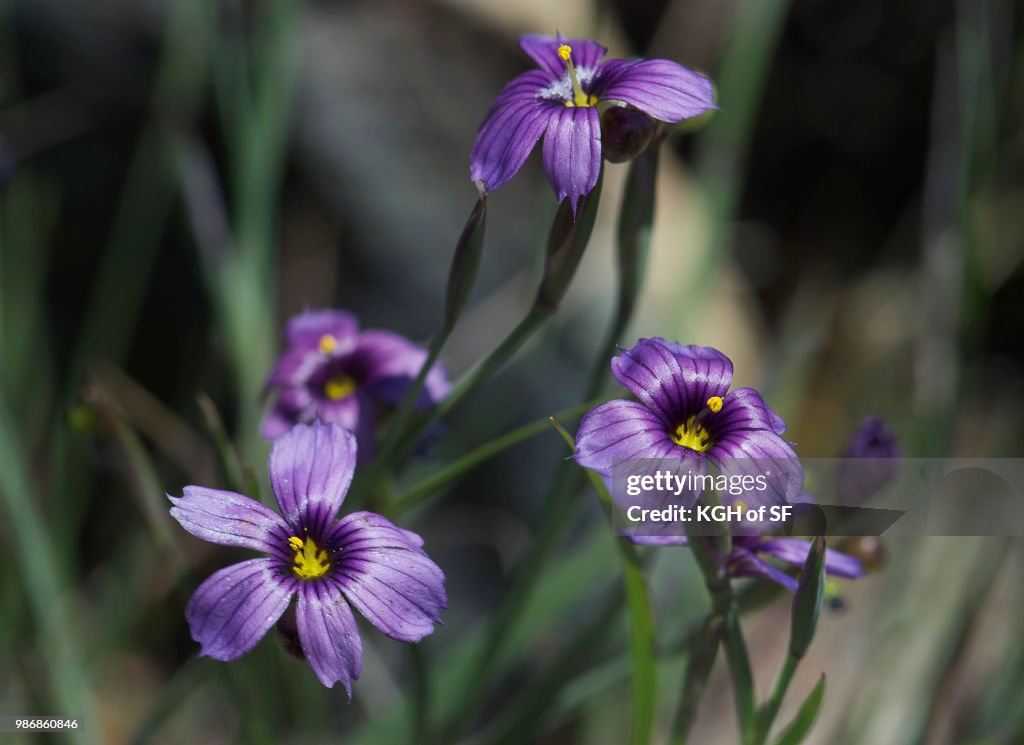 Blue Eyed Grass